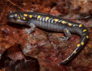 Spotted Salamander