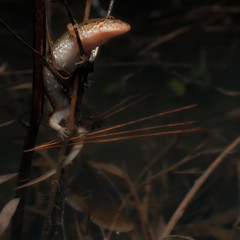 Dusky Salamander