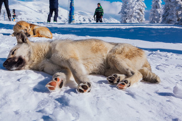 Three red dogs on snow in a bright day
