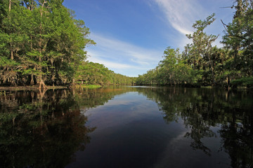 Fototapeta na wymiar Cypress Trees and clouds reflected in calm water of Fisheating Creek, Florida on bright spring morning.