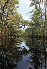 Fototapeta na wymiar Oak and Cypress Trees on the banks of Fisheating Creek, Florida relfected in calm water of creek on bright spring morning.