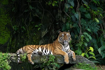 Rolgordijnen Indochinese Tiger in the zoo © thammanoon