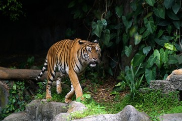 Indochinese Tiger in the zoo