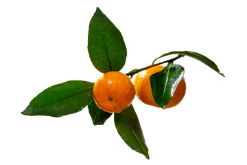 A branch with ripe tangerines and green leaves, covered with drops of water. Citrus fruit contains vitamin C. The concept of natural healthy food. Isolate on a white background.