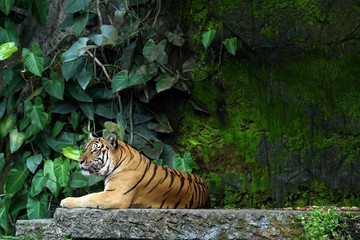 Indochinese Tiger in the zoo