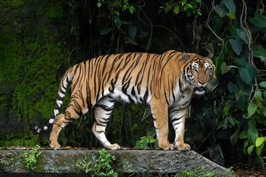 Indochinese Tiger in the zoo