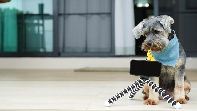 Black color mixed breed dog with colorful bandanas on the floor