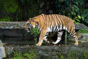 Fototapeta na wymiar Indochinese Tiger in the zoo