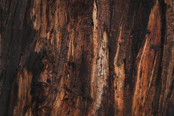 Close up of different shades of brown and red bark on gum trees.