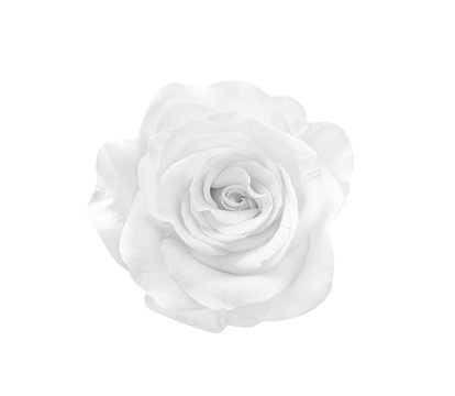 Top view white grey rose flowers closeup isolated on background , clipping path