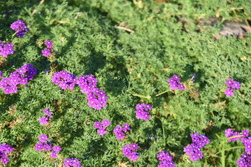  ชื่อ	 Colorful flower bed in a park 