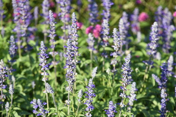 Obraz premium ชื่อ Colorful flower bed in a park 