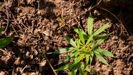 Marijuana tree in the plant