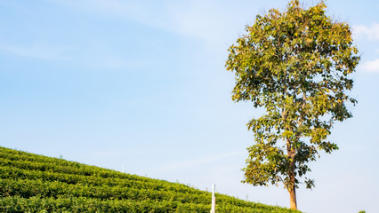 Landscape of green tea plantation