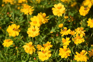  ชื่อ	 Colorful flower bed in a park 