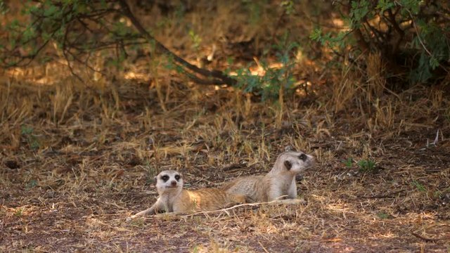 Two Meerkats rest in shade while looking up for danger in sky