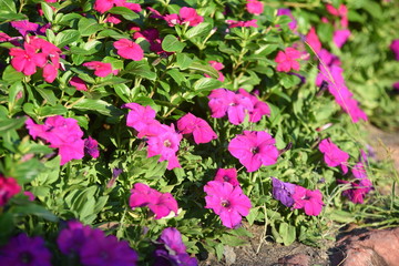 Fototapeta na wymiar ชื่อ Colorful flower bed in a park 