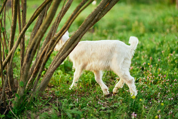 goat on green grass