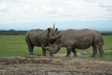 Obraz premium Rhinos in the wild