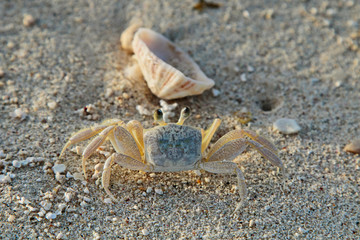 Atlantic ghost crab stands motionless on the beach. © Roman Tiraspolsky