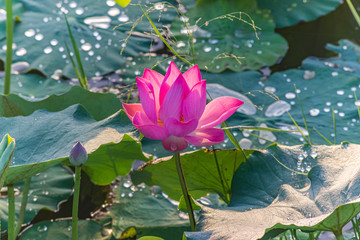 Beautiful lotus flower blooming on the pond with green leaves