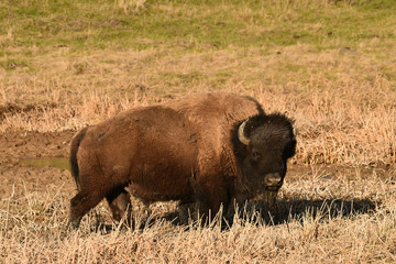 Fototapeta premium bison in the brown grass