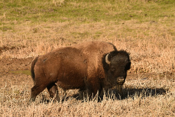 bison in the brown grass