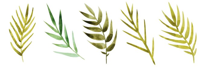 Set of green leaves isolated on white background. The branches of the palm trees. Tropics. Watercolor.