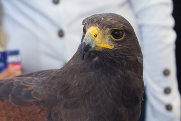 Close up de águila mexicana