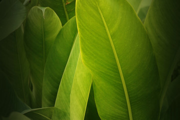 Beautiful green and yellow banana leaf background,nature, vintage,copy space