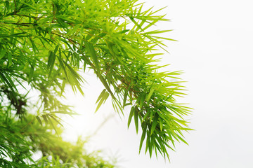 green leaf bamboo isolate on white background