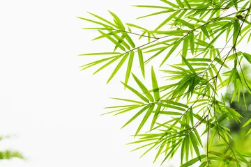 Zelfklevend Fotobehang groen blad bamboe isolaat op witte achtergrond © lovelyday12