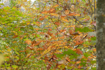 early November maple