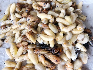 Bee honeycombs, honey in bee honeycombs