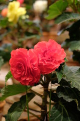 Close up fresh red Tuberous begonias blooming flower in the garden. Selected focus. 
