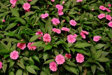 Fresh pink Vinca or Periwinkle blooming flower in the garden with green leaves.