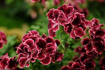 Fresh Pelargonium grandiflorum blooming flower in the garden, is an erect straggling herbaceous shrub. Dark-red geranium. Selected focus.