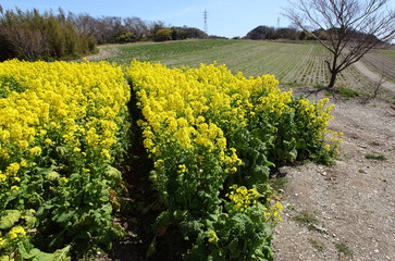 菜の花畑