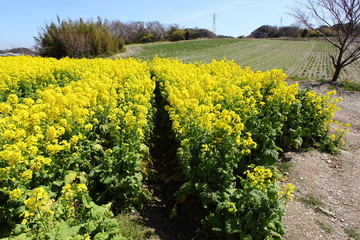 菜の花畑