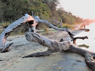 Driftwood Monser