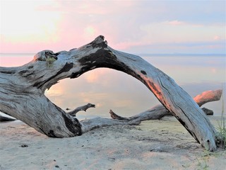 Driftwood on the beach