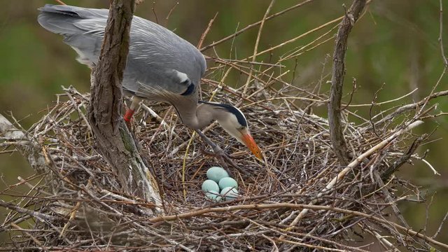Grey heron incubating eggs in nest