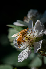 bee on white blossom