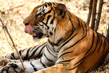 tiger in zoo