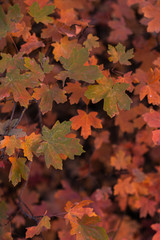 maple leaves in autumn