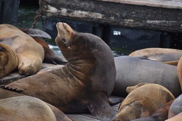 Obraz premium A sea lion at Fisherman's Wharf in San Francisco