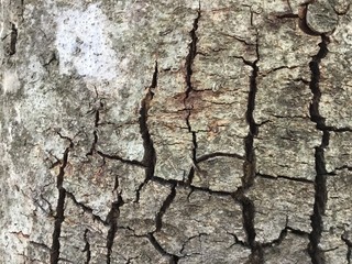 bark of a tree
