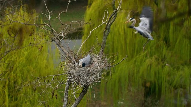Grey heron (Ardea cinerea) couple building nest