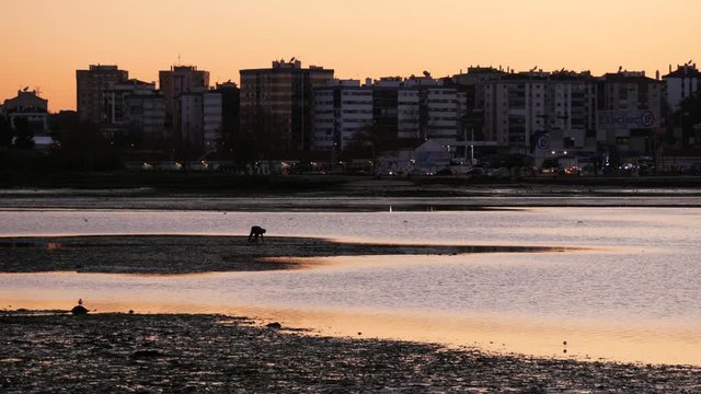 Man silhouette harvesting clams in muddy waters at sunset lights with city as background, rio tejo - Seixal