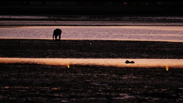 man silhouette harvesting clams by the muddy waters at sunset, rio tejo